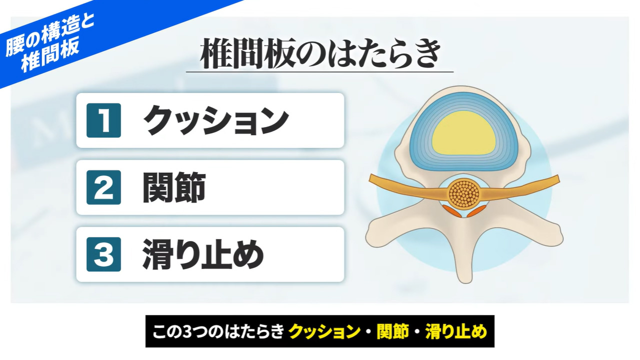 椎間板のはたらき