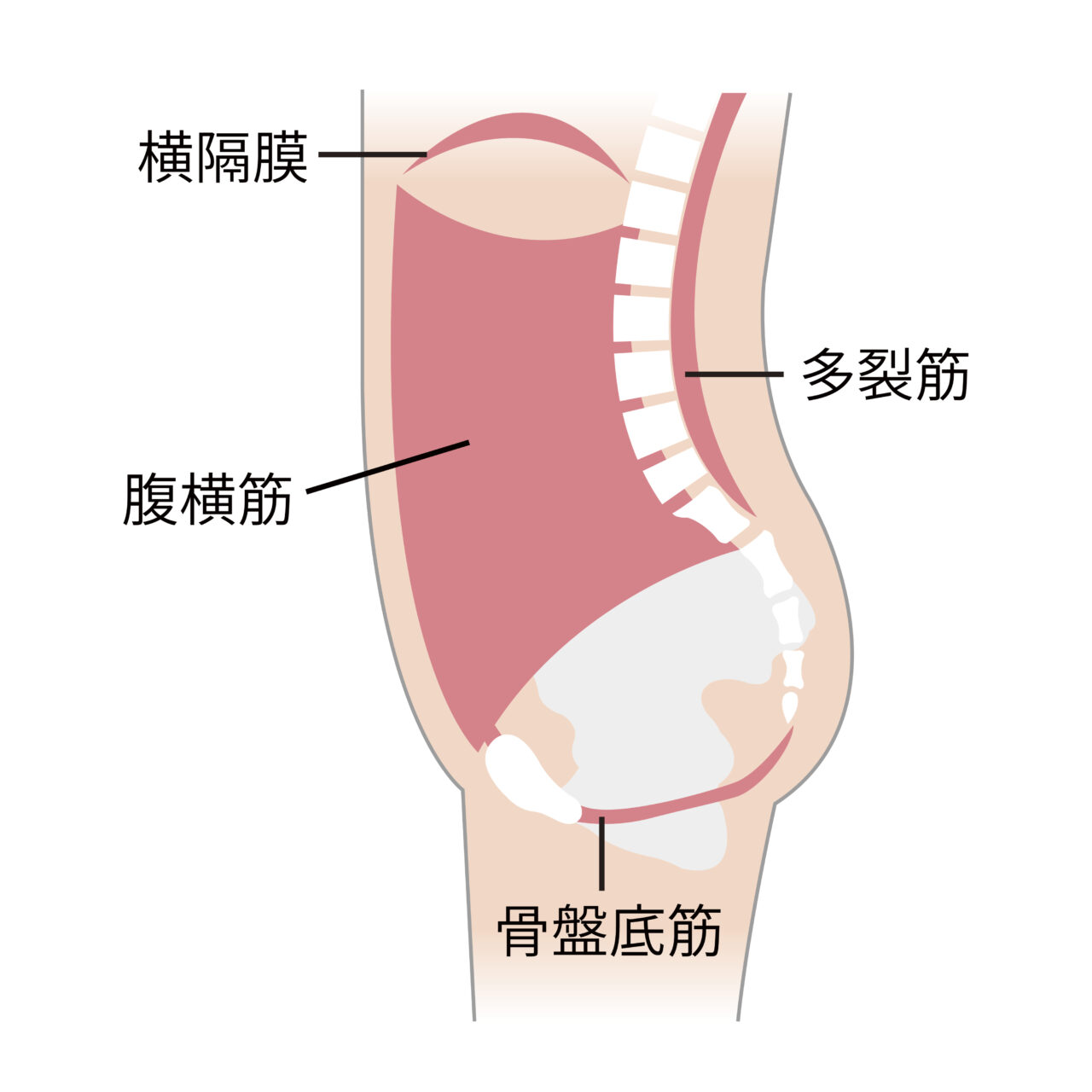 腹横筋と多裂筋