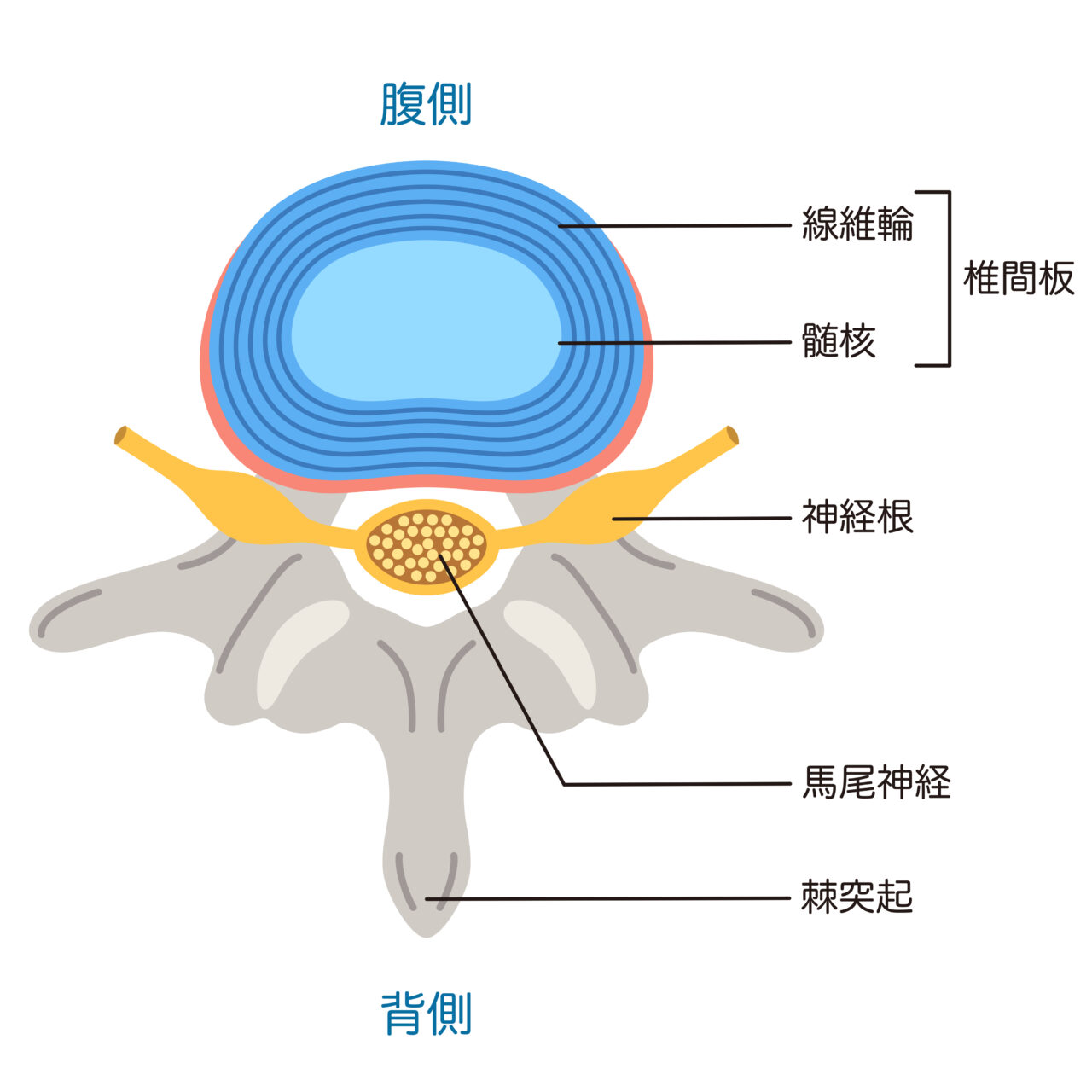 椎間板の構造